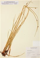 藏品(美洲水蔥)的圖片